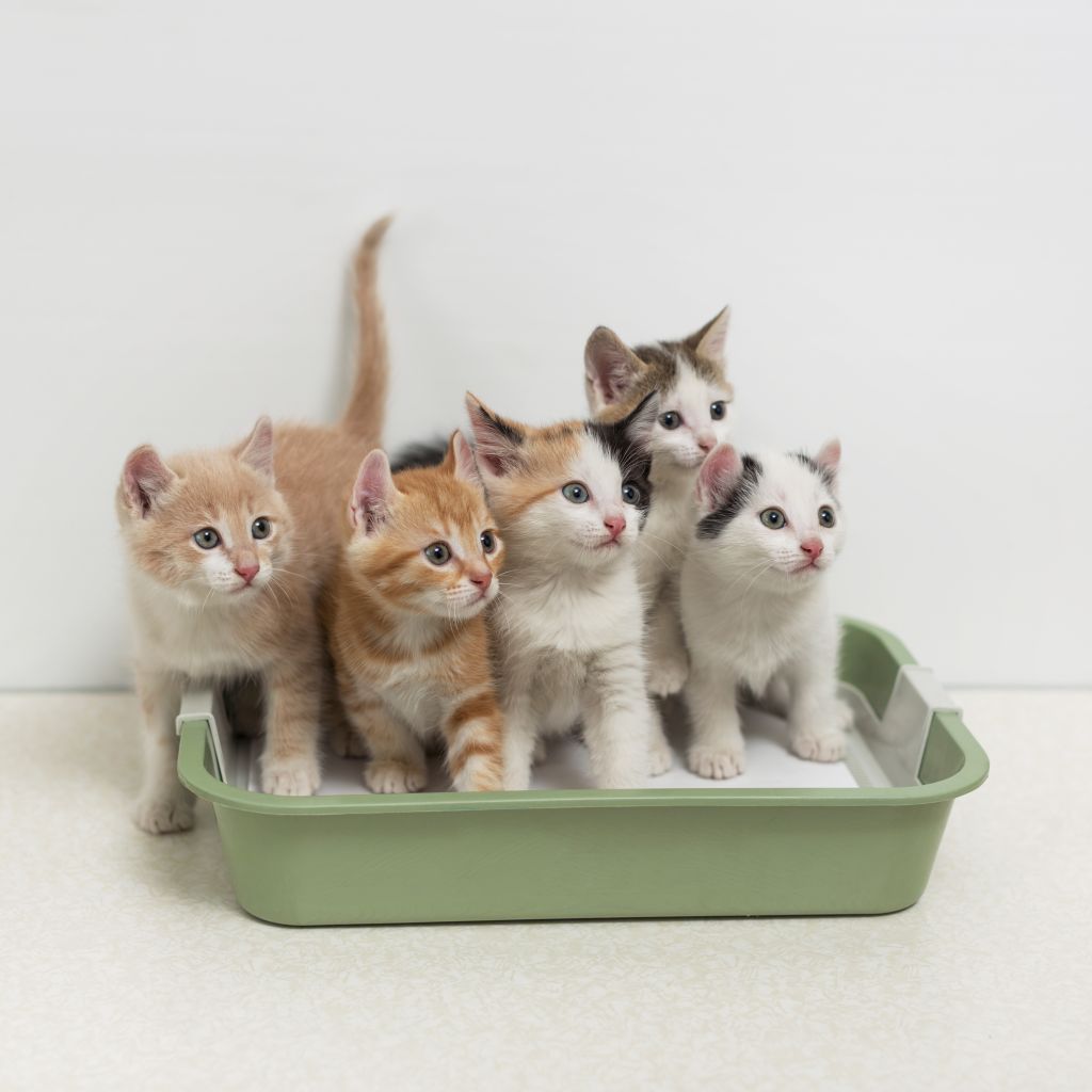 what-is-the-best-cat-litter-what-to-look-for-in-your-kitty-litter-brand